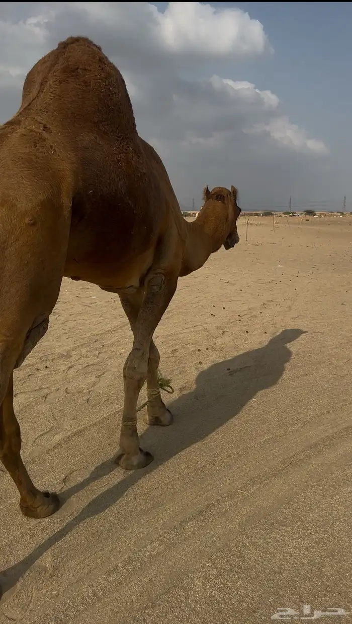 بعير ساحلي رباع 2