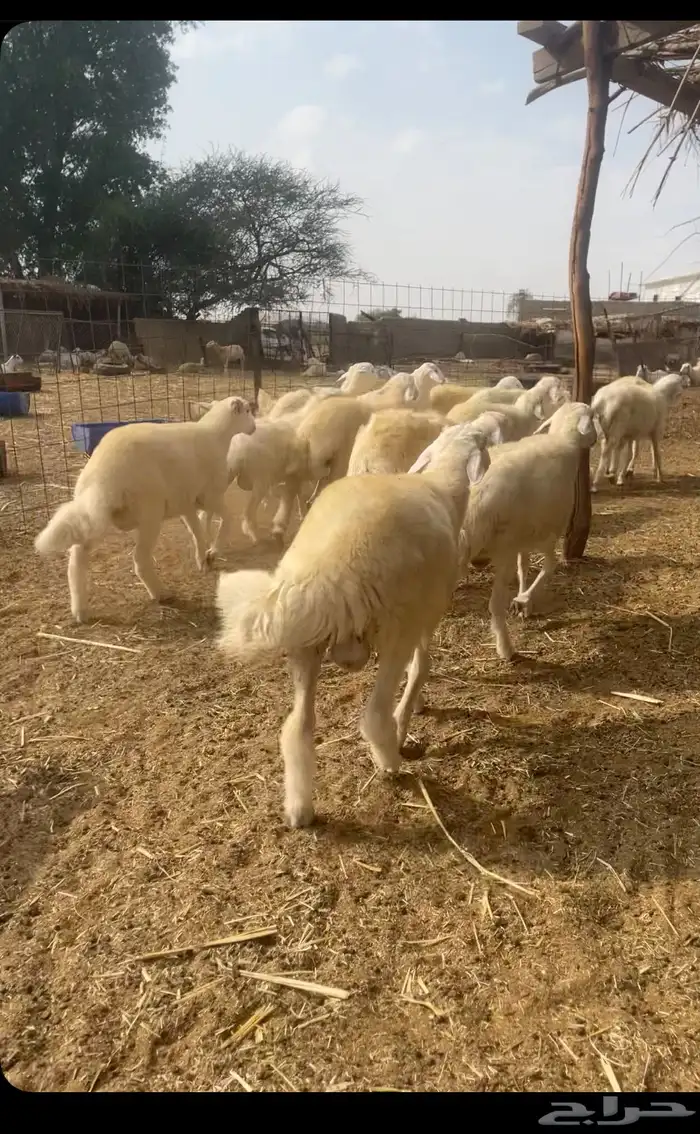 طليان مناسبات 1