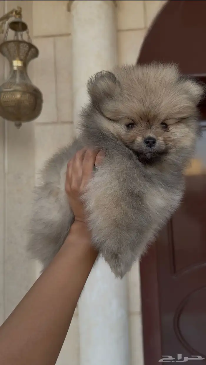 Pomeranian Puppy for Sale   للبيع بومرينيان 0