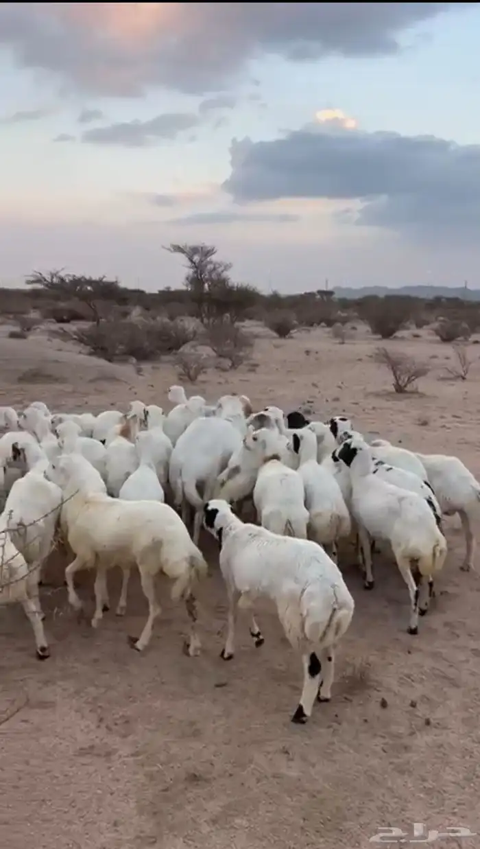 غنم رخال رفيديات 0