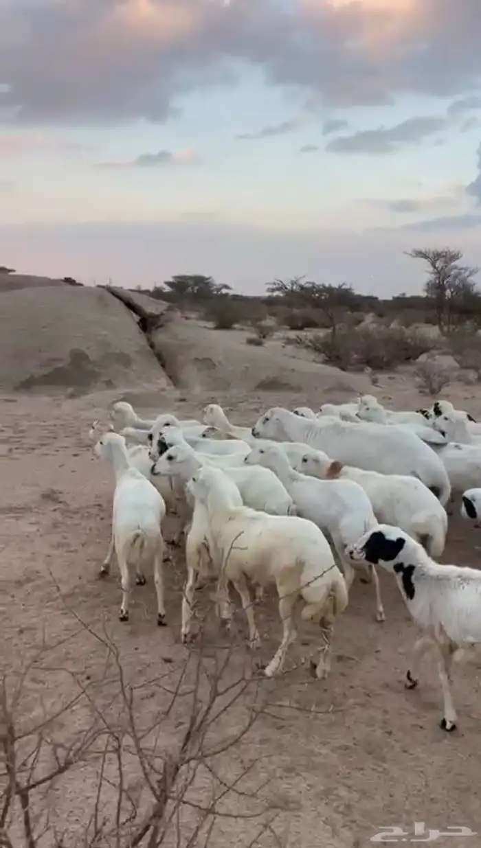 غنم رخال رفيديات 6