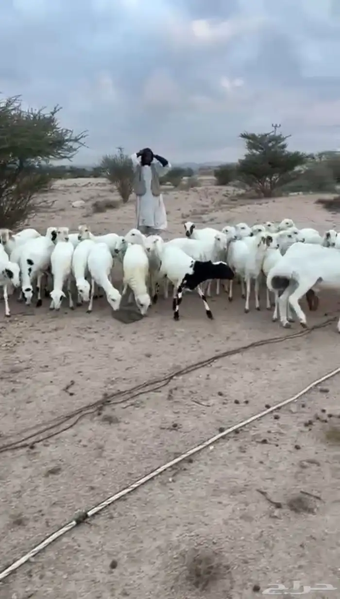 غنم رخال رفيديات 5