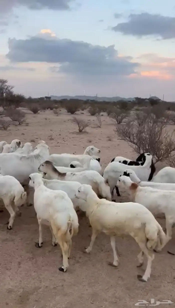 غنم رخال رفيديات 1