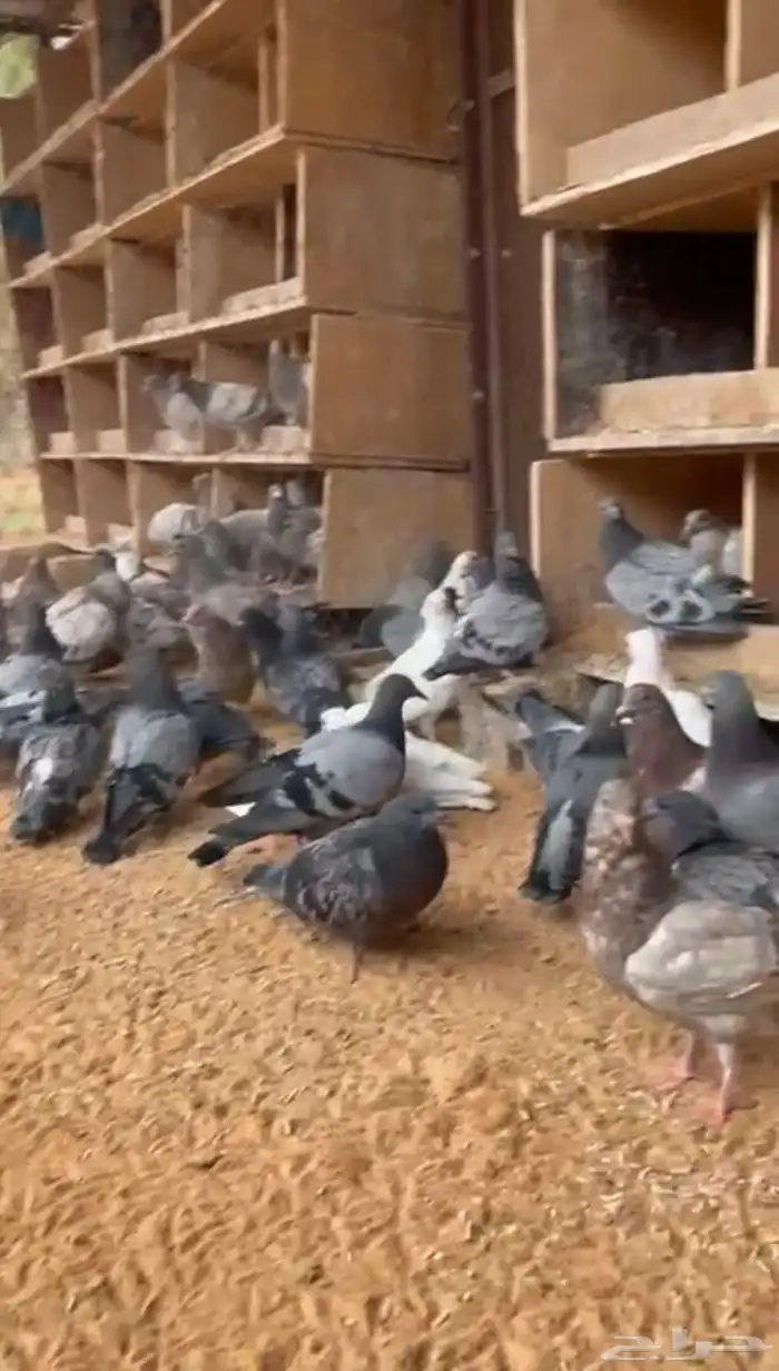 للبيع فراخه حمام فرنسي وزاجل 1