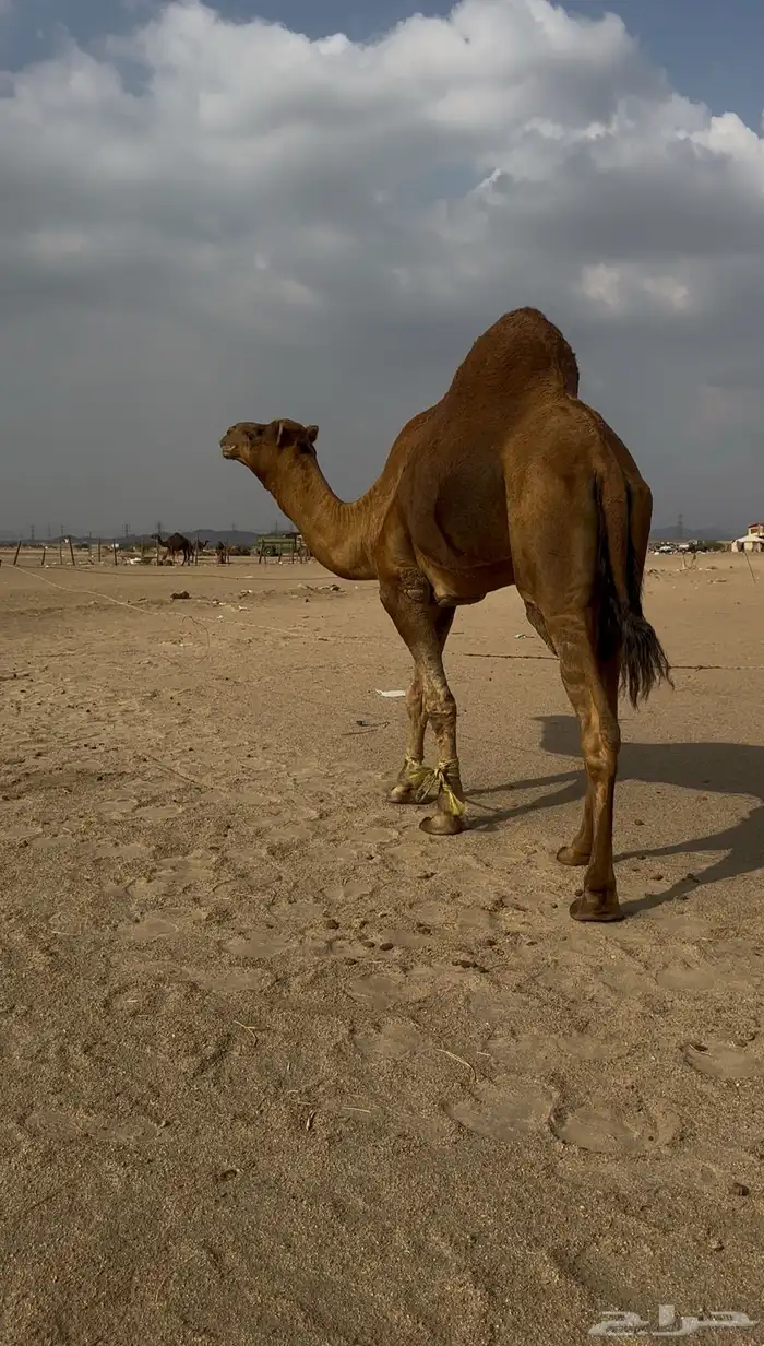 بعير ساحلي رباع 1