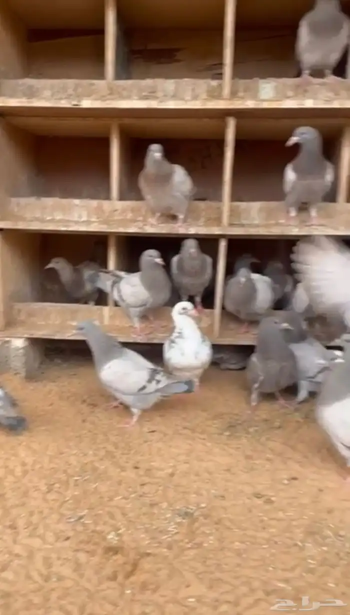 للبيع فراخه حمام فرنسي وزاجل 2