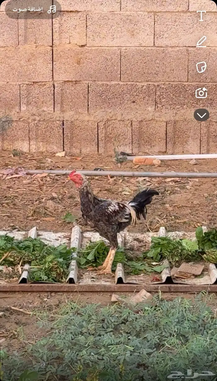 السلام عليكم اعرض ديك هندي العمر 7 شهور السوم وصل55 والحد80 1