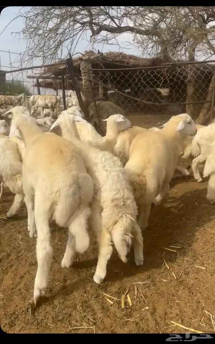 طليان مناسبات 2