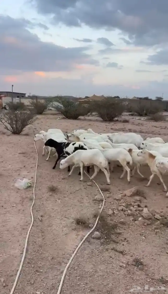 غنم رخال رفيديات 9