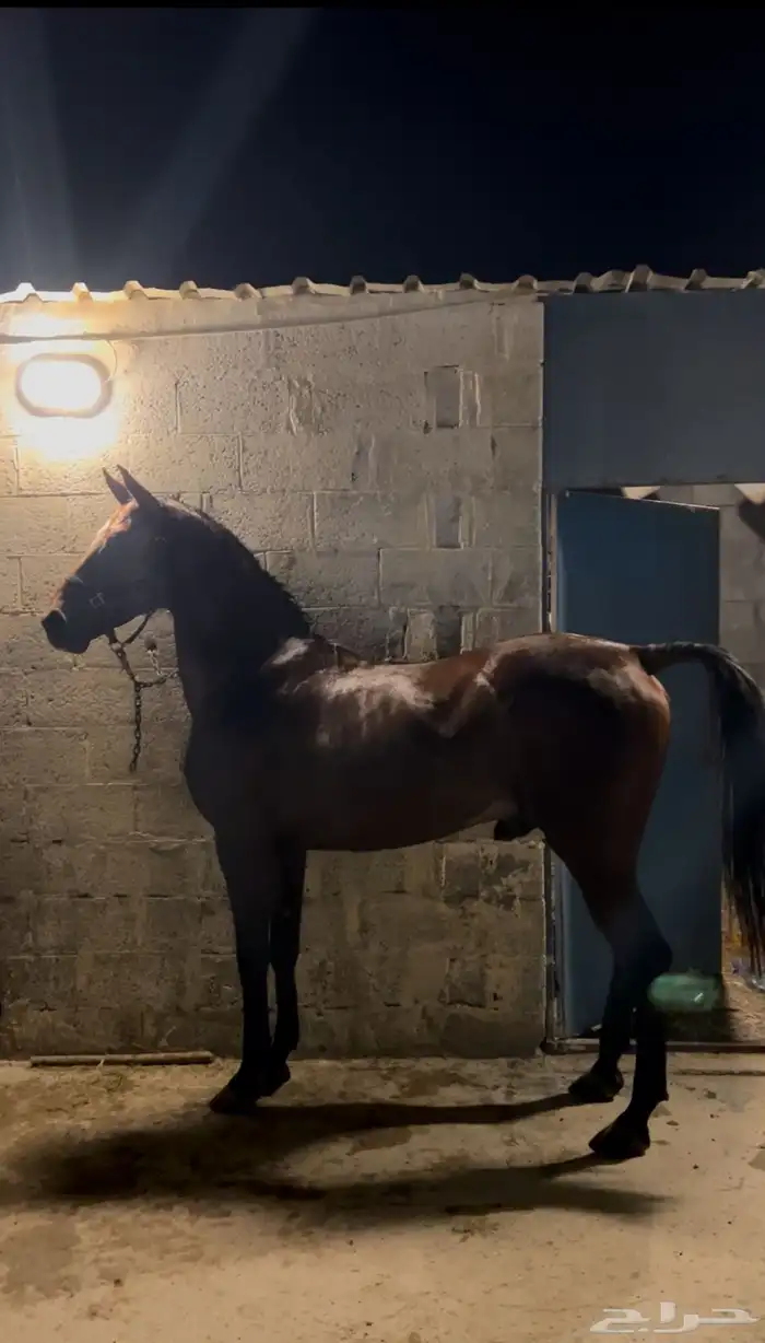 حصان واهو جزيري حمداني 2