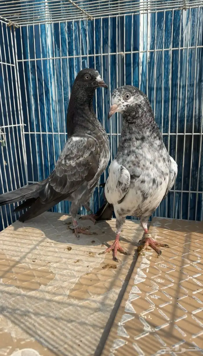 للبيع طبات تيدي فواخر قوية ووقفات كوبرا ( تم البيع ) 5