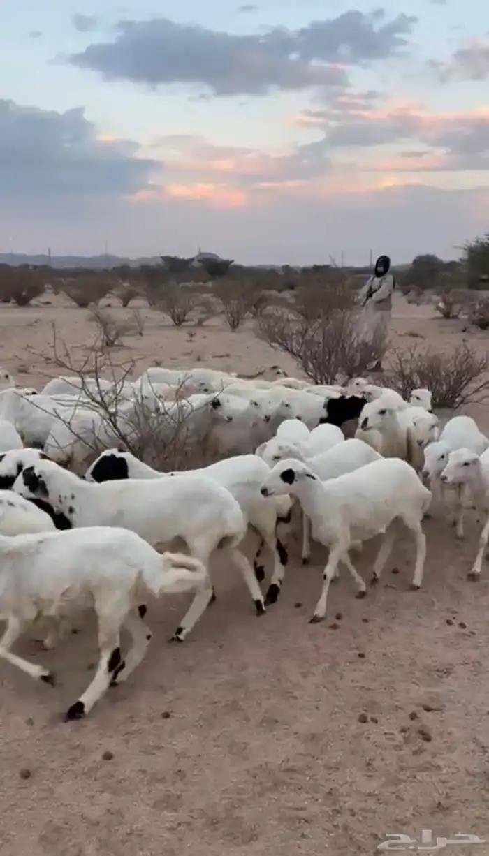 غنم رخال رفيديات 2