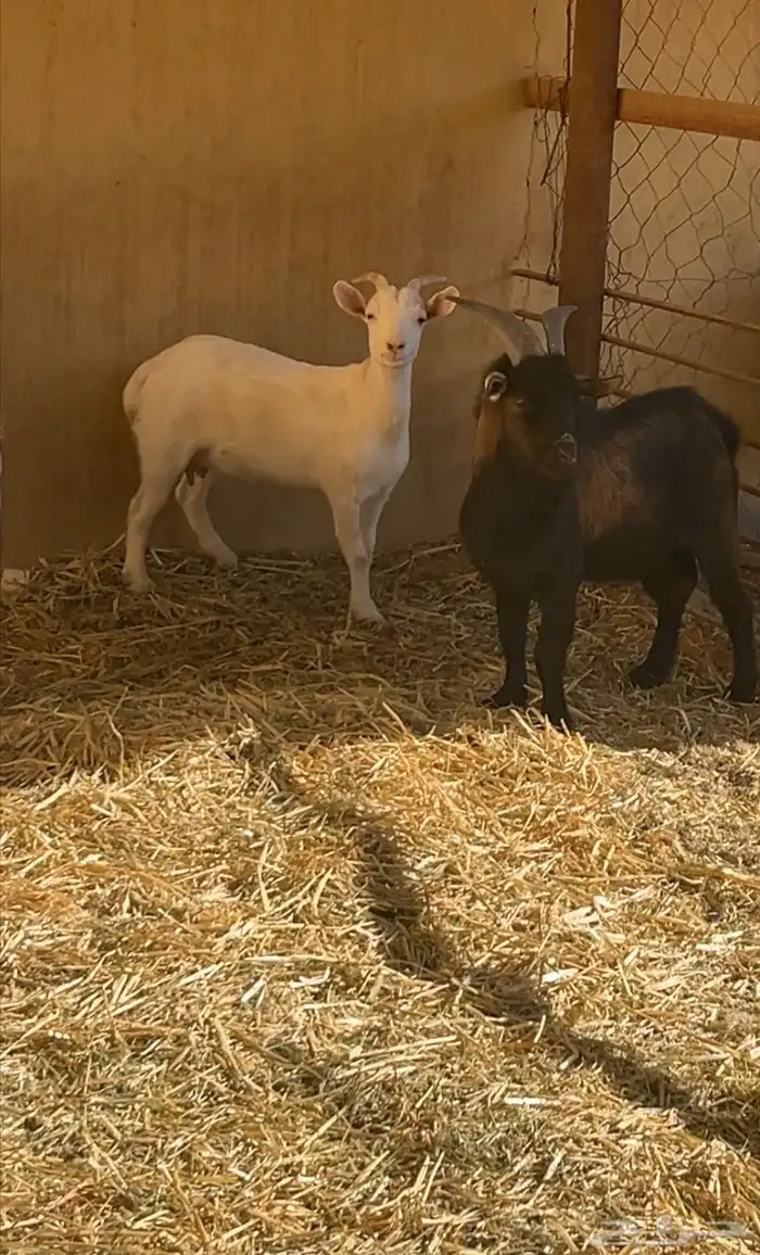 ماعز قزم الاماني 0