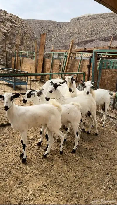 معزا بيشيات بفحلها index