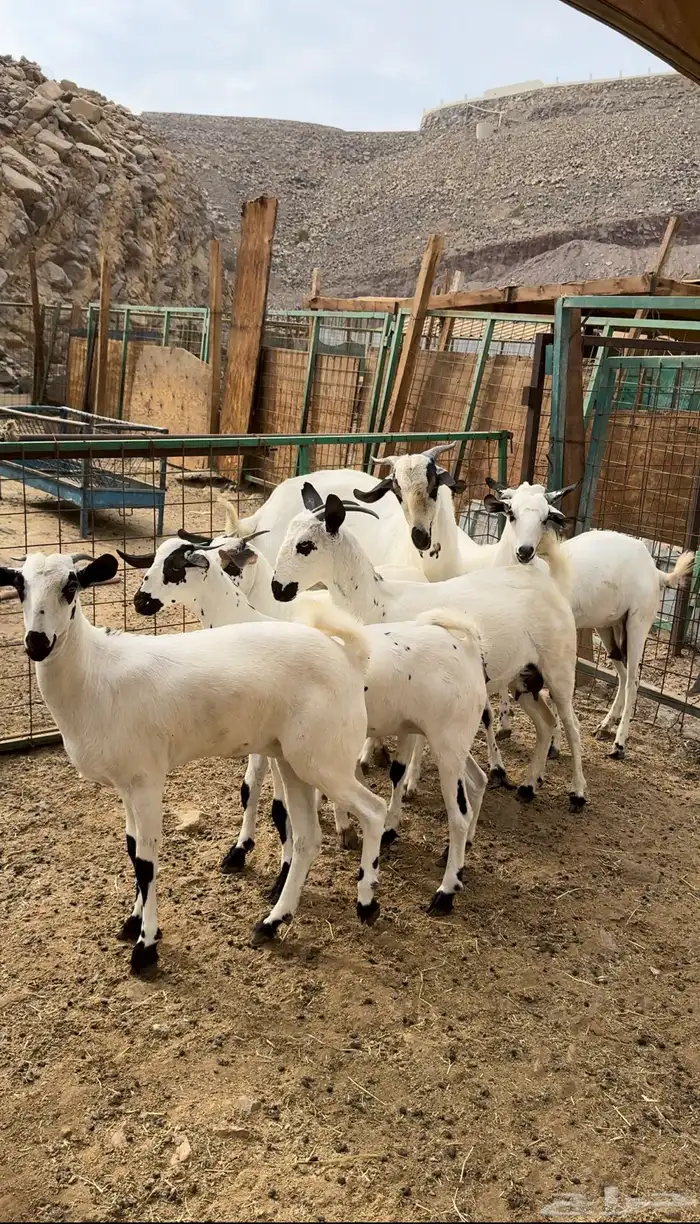 معزا بيشيات بفحلها 0