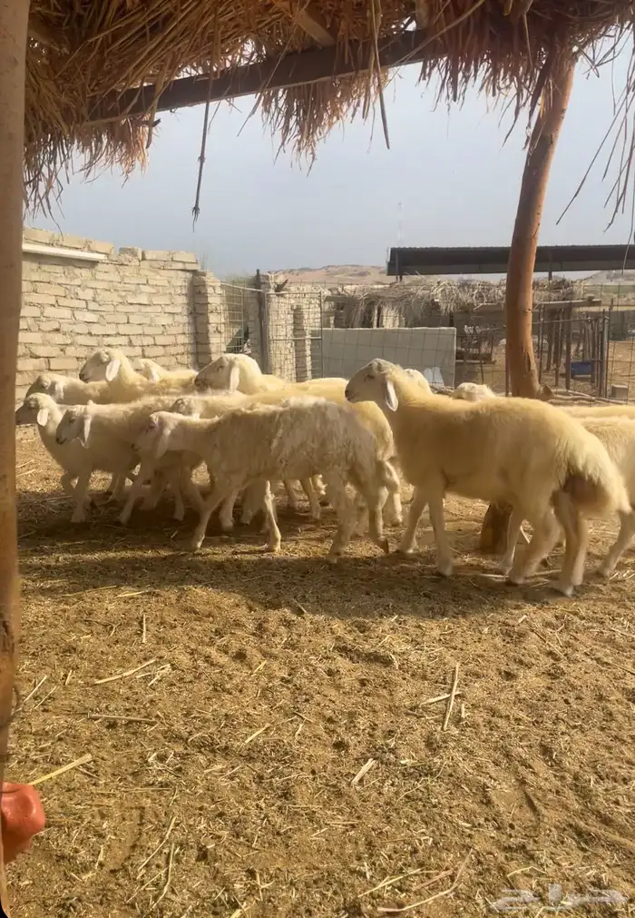 طليان مناسبات 3