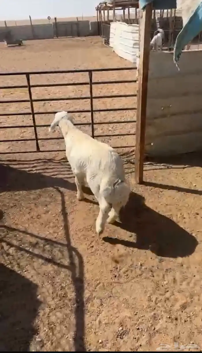 يوجد حمام فرنسي وذبايح بريه 1