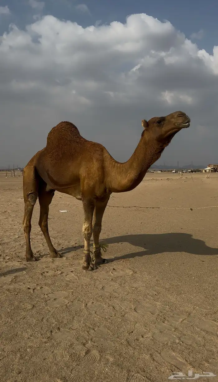 بعير ساحلي رباع 3