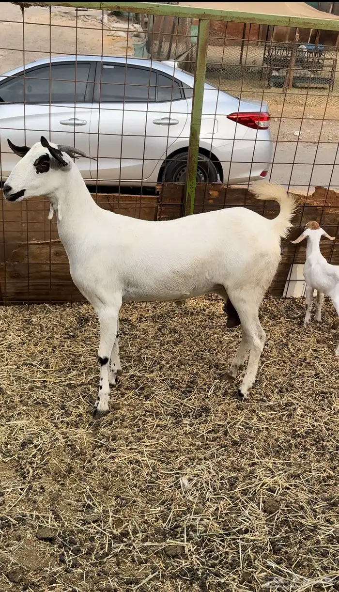 معزا بيشيات بفحلها 1