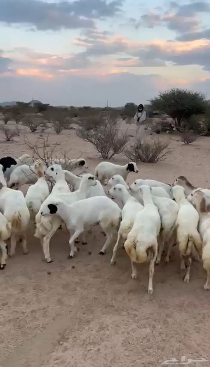 غنم رخال رفيديات 3