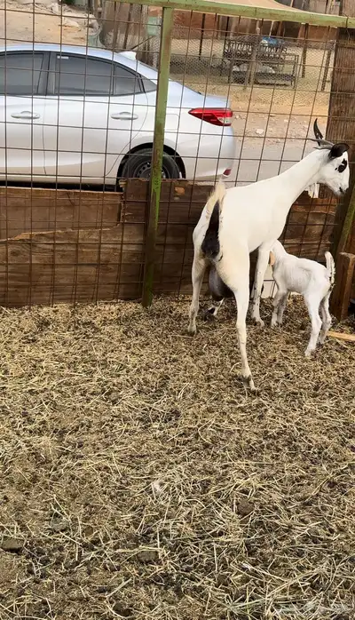 معزا بيشيات بفحلها index