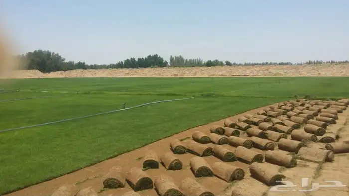 نجيله طبيعي ثيل طبيعي 19