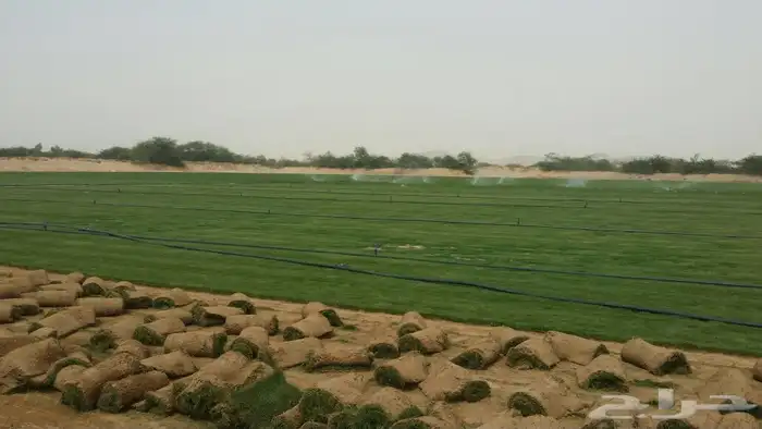 نجيله طبيعي ثيل طبيعي 23