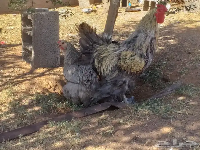 ديكين ودجاجه براهما للبيع 1