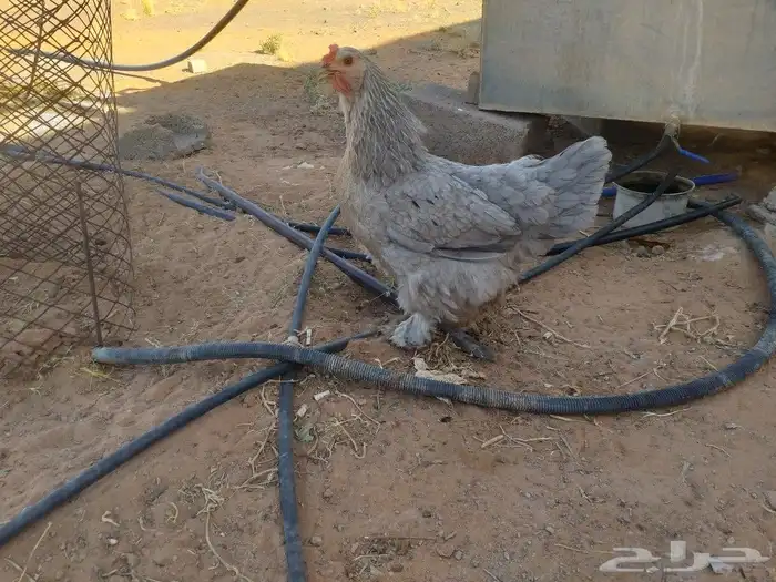 ديكين ودجاجه براهما للبيع 2