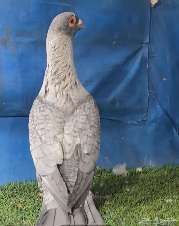 جوز قرقاطي بطل تم البيع 5