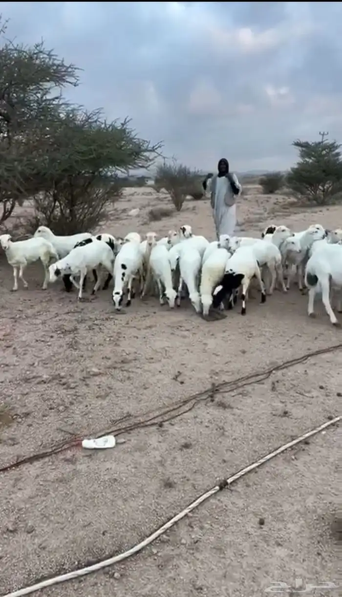 غنم رخال رفيديات 7