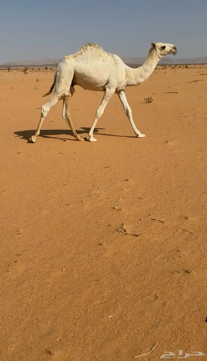 قعود كفو جده حاكم ابن قريع 0