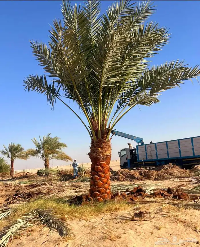 نخل مثمر نقايل نخل واشنطني اخلاص سكري برحي صقعي شيشي هلالي م 6