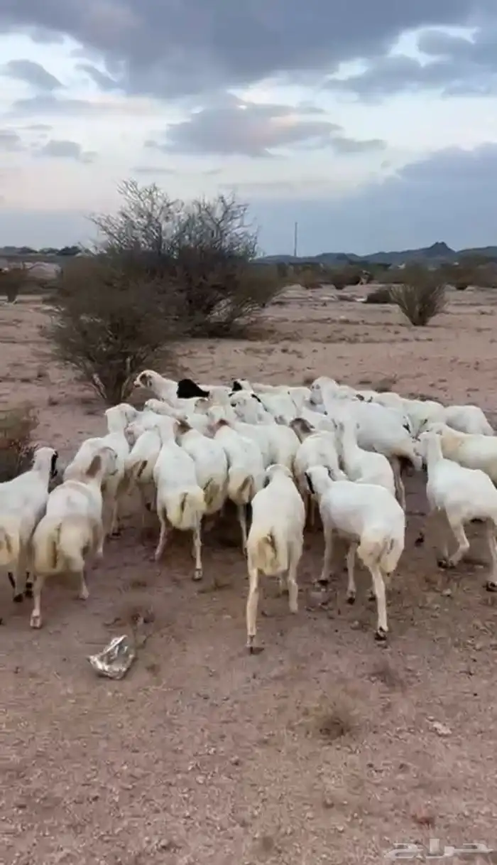 غنم رخال رفيديات 8