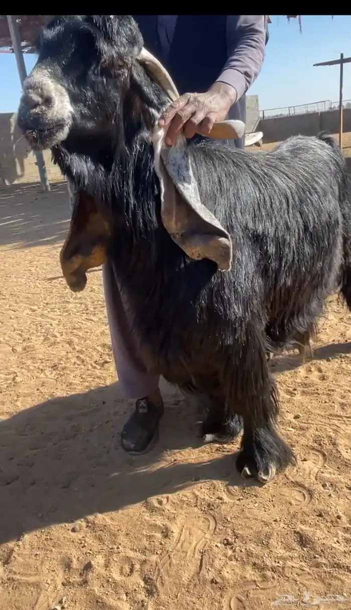 تيس عارضي خصم 1