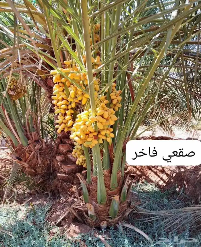 نخل للبيع القصيم 6