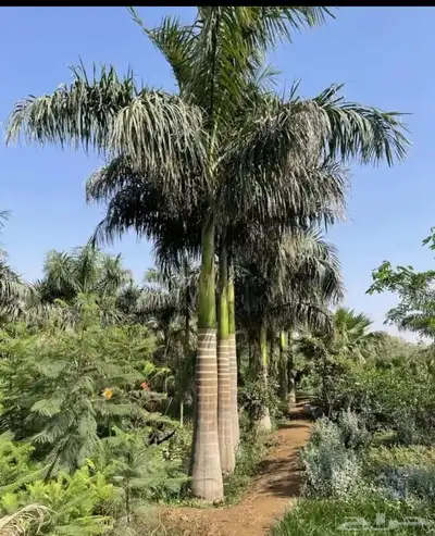 نخل ملوكي فاخر من افضل انواع النخل جده index