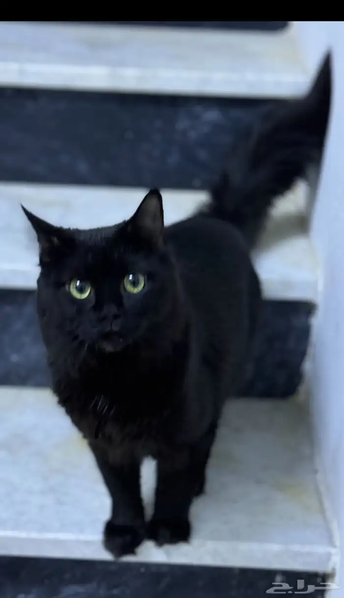 قط ذكر شيرازي طالب تزاوج التزاوج فبيت الانثى 0