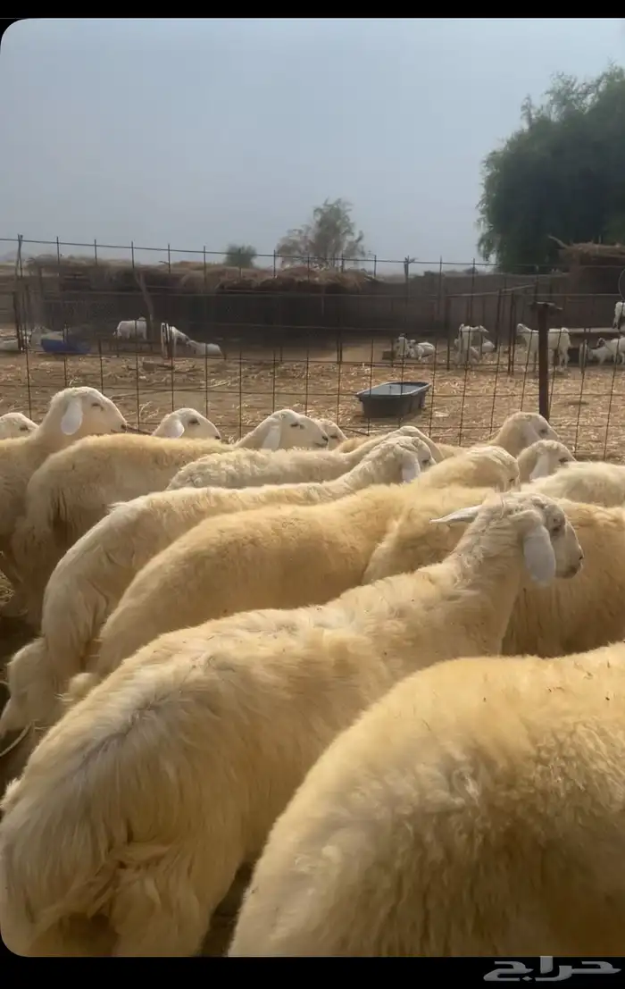 طليان مناسبات 0