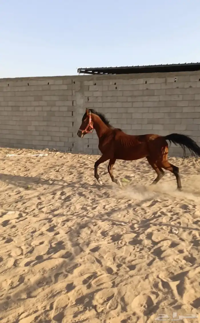 حصان للبيع 2