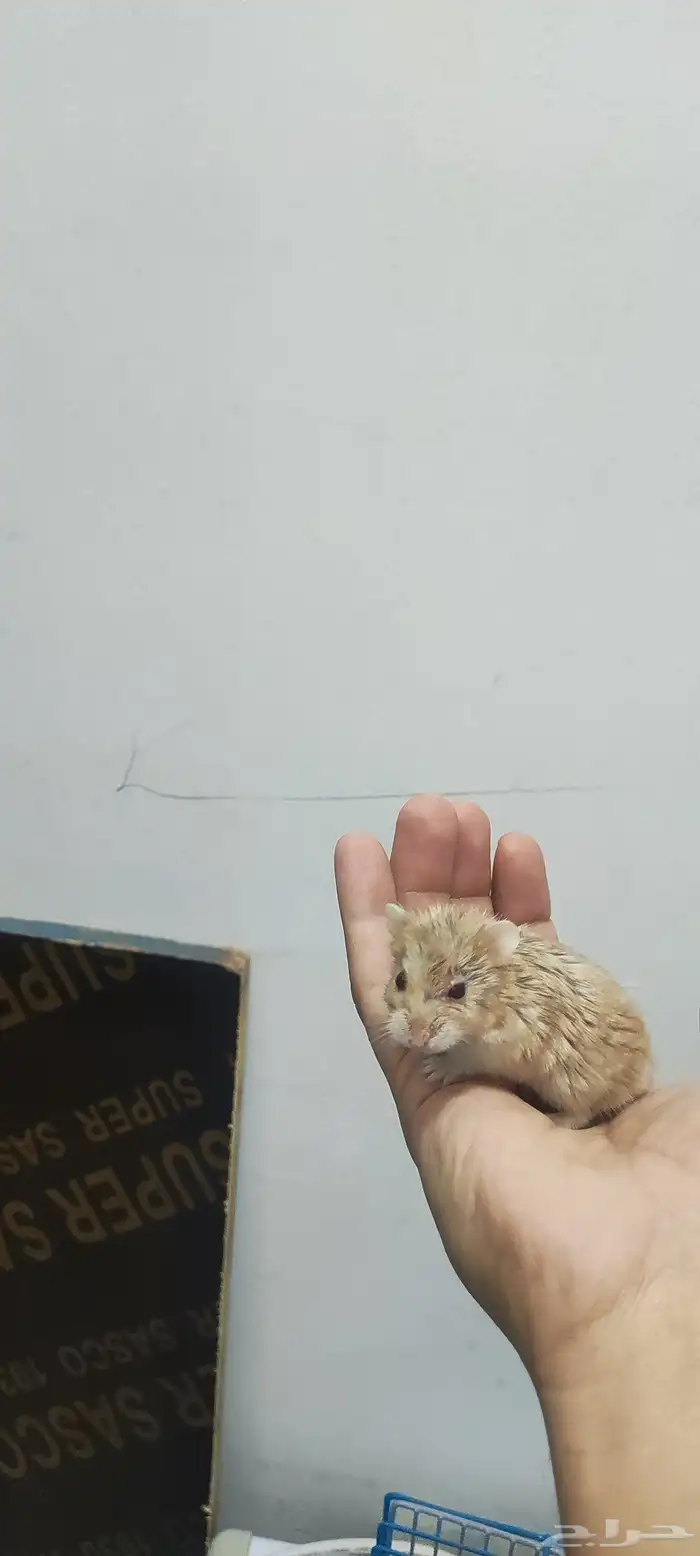 هامستر للبيع مع اغراضهم 4