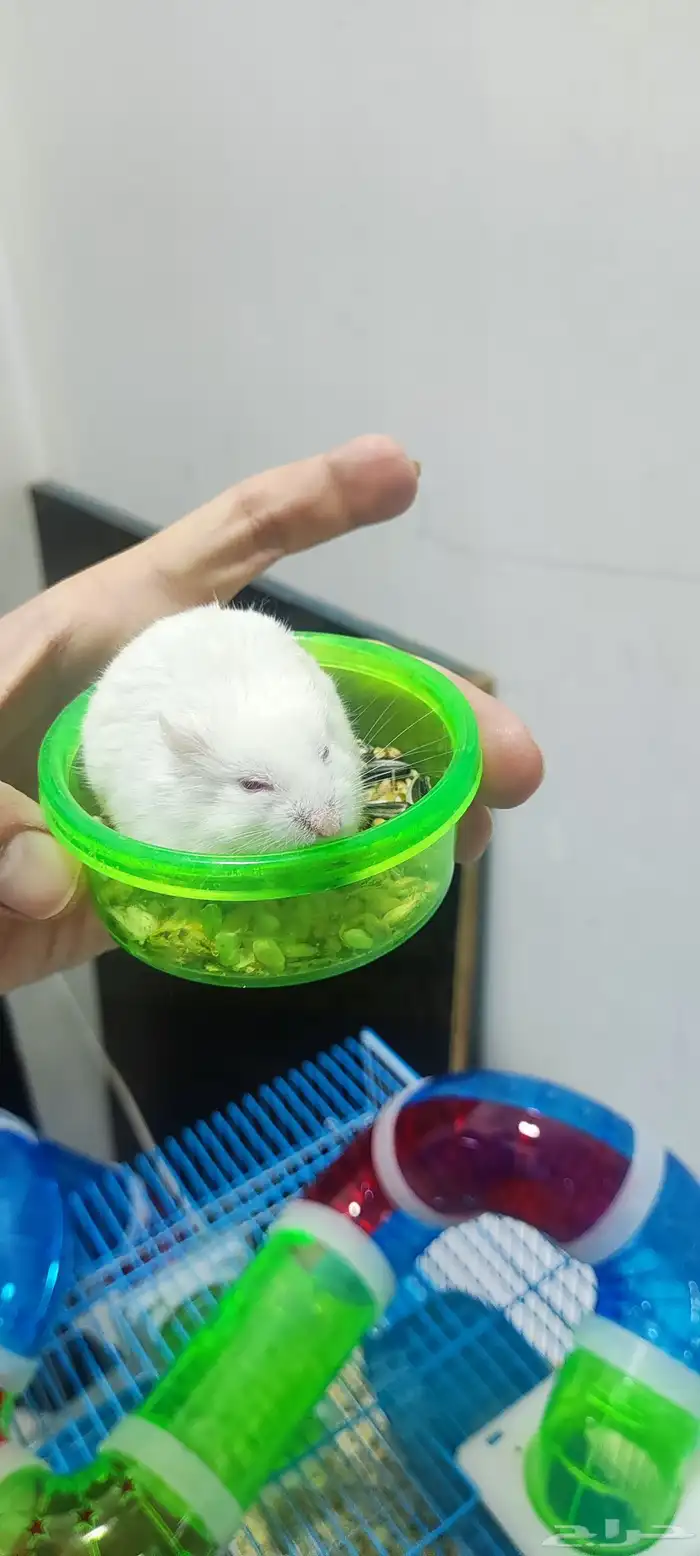 هامستر للبيع مع اغراضهم 0