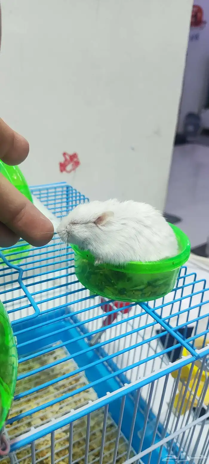 هامستر للبيع مع اغراضهم 3