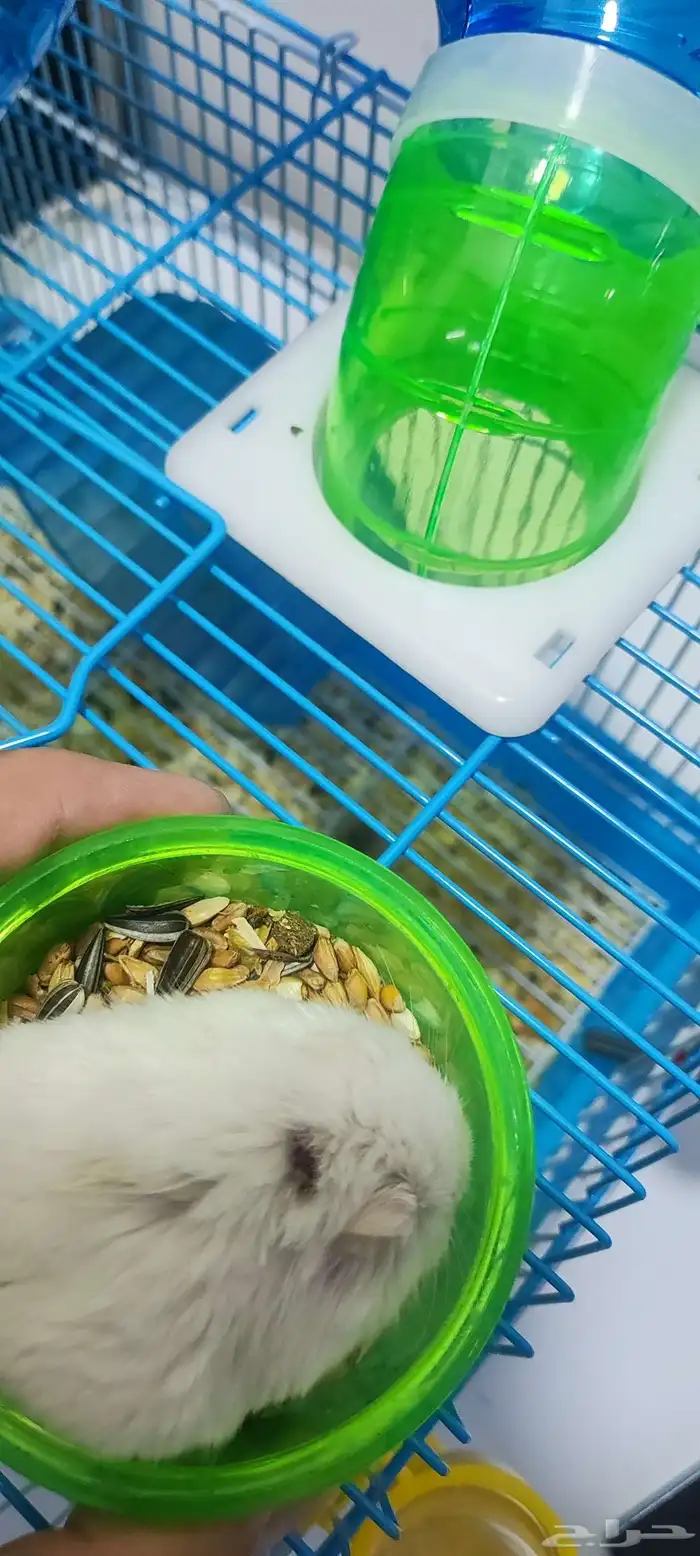 هامستر للبيع مع اغراضهم 1