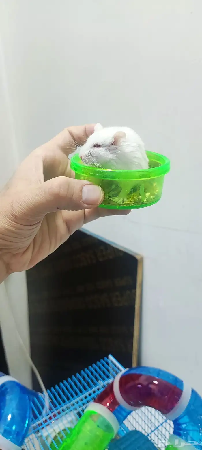 هامستر للبيع مع اغراضهم 2