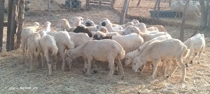 رخال رفيدي من 410 ريال 2