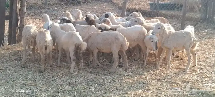 رخال رفيدي من 410 ريال 1