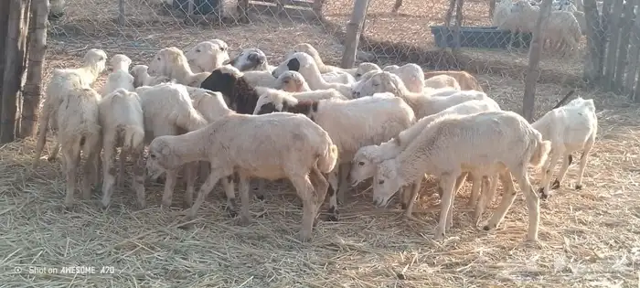 رخال رفيدي من 410 ريال 0