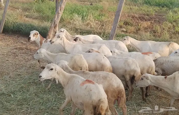 ضارفيديات مقاني مناتيج 8