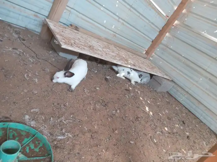 أرانب بلدي وفرنسي 0